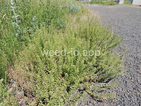 pepperweed, field